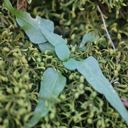 Asplenium rhizophyllum (walking fern)